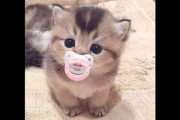 【ねこ画像】親の動きを見様見真似、おしゃぶりねこ、ねこのライダー ほか