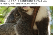 【動画】オーストラリア政府に安楽死（射殺）されたコアラ、悲惨すぎる・・・