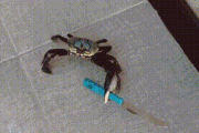 【GIF】カニのGIFが集まるスレｗｗｗｗｗｗｗ