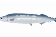 【悲報】魚の食べ方で育ちでるよなwwwwww