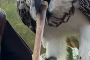 【動画】謎の鳥、でっかい骨を丸呑みしてしまう