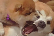 海外「かわいいが溢れてるよ！」柴犬親子のかわいい動画に世界中がメロメロ（海外の反応）