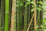 英国で竹ブーム到来 → 異常な繁殖速度で大問題に 嫌いな隣人への嫌がらせにも効果的
