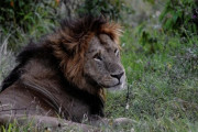 世界最高齢の最長老ライオン「ルーンキト」、マサイ族に槍で突かれ絶命