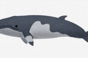 【IWC脱退】「商業捕鯨再開」から1年…日本人はクジラを食べやすくなったのか　捕獲量は半分に