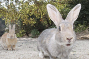 【悲報】兎島でウサギを蹴りまくっていた容疑者の犯行理由・・・・・・・・・・・