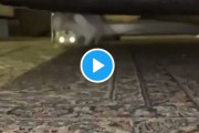 深夜の動物シリーズ【中国の反応】中国人「日本で天地逆に歩く猫が発見される！」