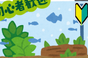 初心者アクア民さん「エビを水槽移動させる時って気を付けることありますか？」ベテラン民Aさん「適当でいい」ベテラン民Bさん「初心者に『適当でいい』はダメだろ」 → 荒れる・・・
