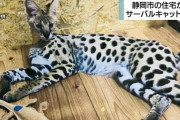 【静岡】飼育中のサーバルキャット逃げて行方不明　捕獲試みるも見つからず　静岡市葵区