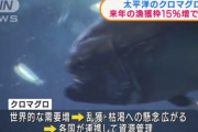 【朗報】日本、クロマグロ食べ放題へ！！！