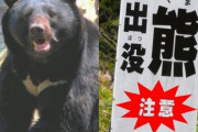 「クマを殺すな」ヒグマ駆除後に北海道の役場に動物愛護団体から苦情殺到