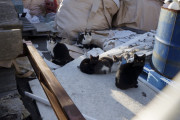 野良黒（猫）たち。