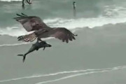 【悲報】サメ、鳥に捕まえられそのまま上空で晒される・・・