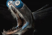 【画像】深海魚ってなんでみんなグロいんや？