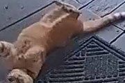 ネコが玄関前でゴロゴロしていた。そこに飼い主が帰ってくる。ファッ！？ → 気づいた猫はこの動きです…