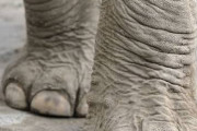 【悲報】象の足、ヤバすぎる…