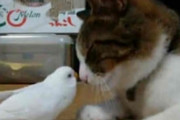 私が鳥を放し飼いにしてるのを知ってるトメが「貰って」といきなり猫を連れてきた。私パニック。トメ「元気な子でしょ？ｗ」→旦那が大事にしてた鳥が亡くなり…