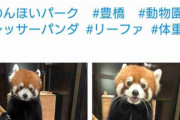 「着ぐるみの人だと思った…」 直立して体重をはかるレッサーパンダが話題に