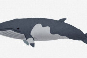 欧米人がクジラ食うなとか言ってくる理由