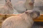 海外「かわいい～癒される～！いつもまったりしていて私よりも良い生活だね」温泉に浸かるカピバラ（海外の反応）