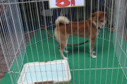 【画像】柴犬、5円で売られてしまう……