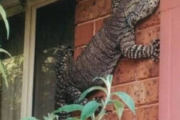 【画像】ヤバ過ぎる巨大オオトカゲが家に現れたんだがｗｗｗｗｗｗｗｗｗ