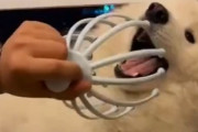 ヘッドマッサージで表情が激変する犬「顔に近づけないで…うわっ頭は気持ちいい！」
