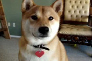 【わんこ動画】海外で愛されるシバの姿【再】