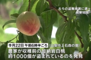 【悲報】桃、また盗まれる。メルカリやワゴン車の桃売りがまた増えるなｗｗｗｗ