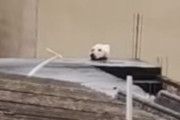 女性「ぎゃああああ！屋根の上に犬の生首があるうううう！」→しばらくカメラを回していると・・・うわああああああああ