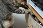 【悲報】猫、棚を物色する