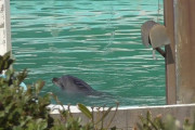 イルカうつ病に...閉館した水族館に2年放置された結果