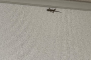 【緊急】部屋にヤモリが現れる