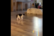 大型犬「あそぼうよ！！！」→子猫「ﾋｴｯ・・・！」