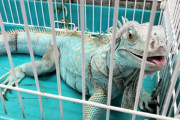 【画像】横浜で今度はイグアナを捕獲、警察「飼い主は名乗り出て」