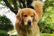 ドッグランで大型犬に衝突されけが→飼い主に1600万円賠償命令