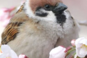 【画像】スズメさん、桜をたらふく食べて激太りｗｗｗｗｗｗ