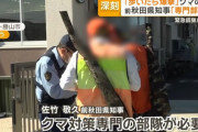 秋田市、クマ捕獲に公務員ハンターを募集…1頭当たり報奨金1万円！