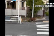 【悲報】東京、東側からイノシシが襲来　クマサンと東西から挟み撃ちの状況に
