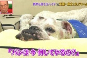 【悲報】志村どうぶつ園のパンくん、勝手に死んだことにされてしまう