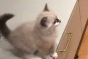母ネコが台所の上でゴハンを食べていた。ボクも食べたいよぉ！ → 子猫、がんばります…