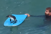 波乗りペンギンってやつ？人間のボディボードをヒッチハイクし、波を楽しむペンギン