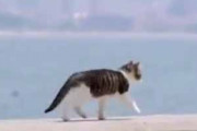 子ネコが海辺を歩いている。とことことこ♪ → 猫がいる風景にほっこりです…