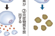 【速報】『老化細胞を体から除去できる薬』見つかる。不老不死実現か
