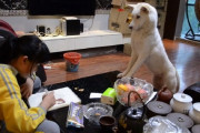 教育パパの超強力アシスタントは、犬！　お勉強をじっと監視