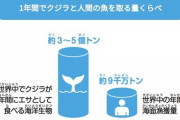 【悲報】クジラさん、想像以上に魚を乱獲しまくってた?
