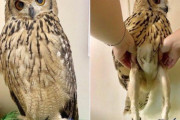フクロウの脚、クソ長いことが判明する?