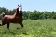 わーいわーい嬉しいな。新しい牧草地を気分よく思いっきり楽しむ馬。海外の反応