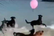 イヌたちを連れて海にやって来た。風船を１個ふくらます → 犬たちはこうなります…