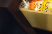 そんなところに隠しても無駄にゃ。引き出しにしまっておいた猫用おやつを高度なテクニックで盗み出す猫
